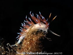 Cratena "profile" by Walter Bassi 